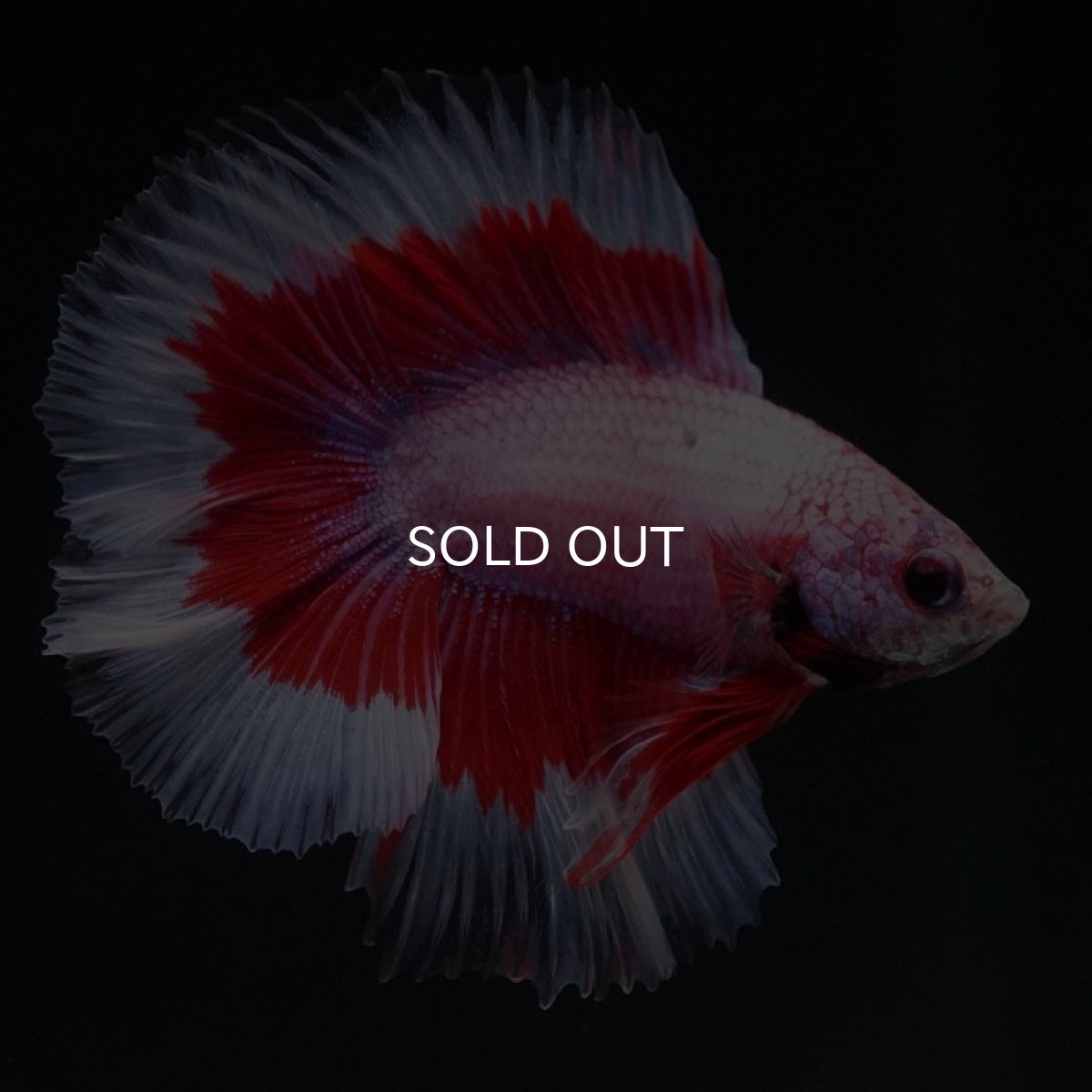 画像7: FM ラベンダーバタフライ (7)