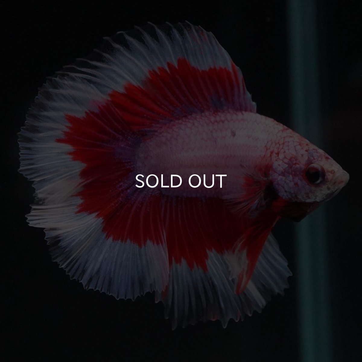 画像9: FM ラベンダーバタフライ (9)