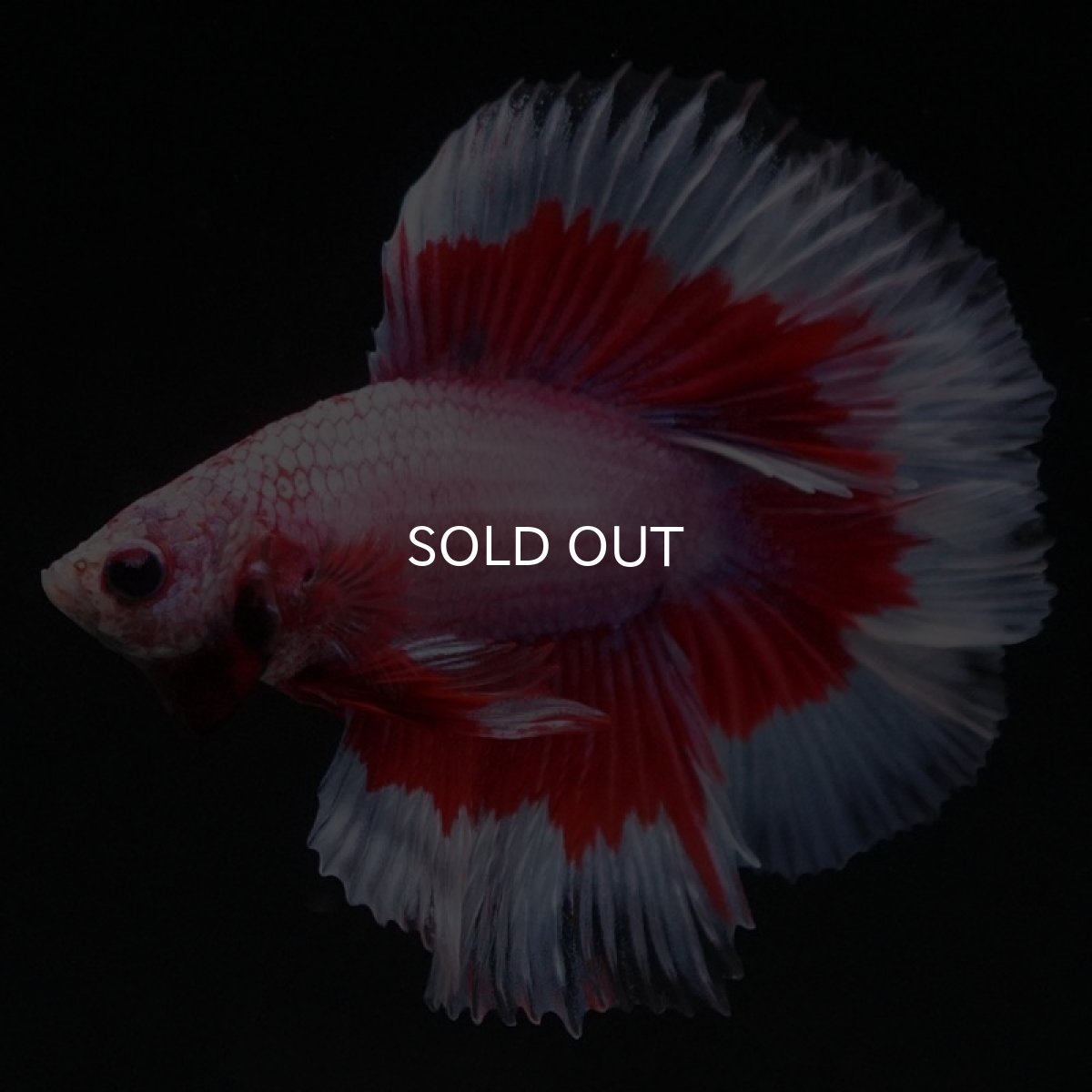 画像8: FM ラベンダーバタフライ (8)