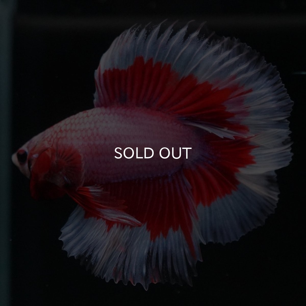 画像6: FM ラベンダーバタフライ (6)