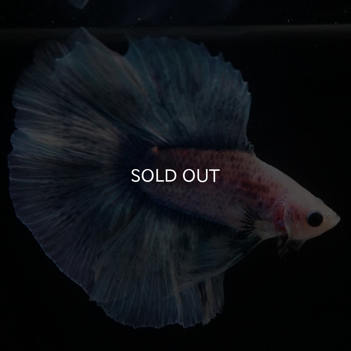 画像4: FM ブルーグリッセル (4)