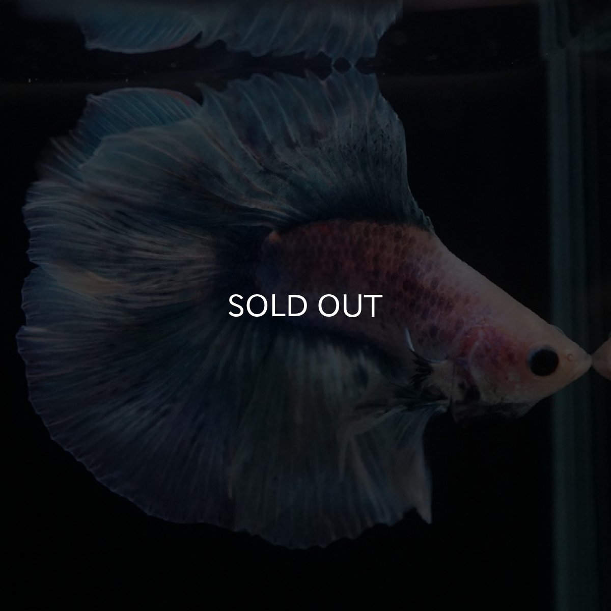 画像3: FM ブルーグリッセル (3)