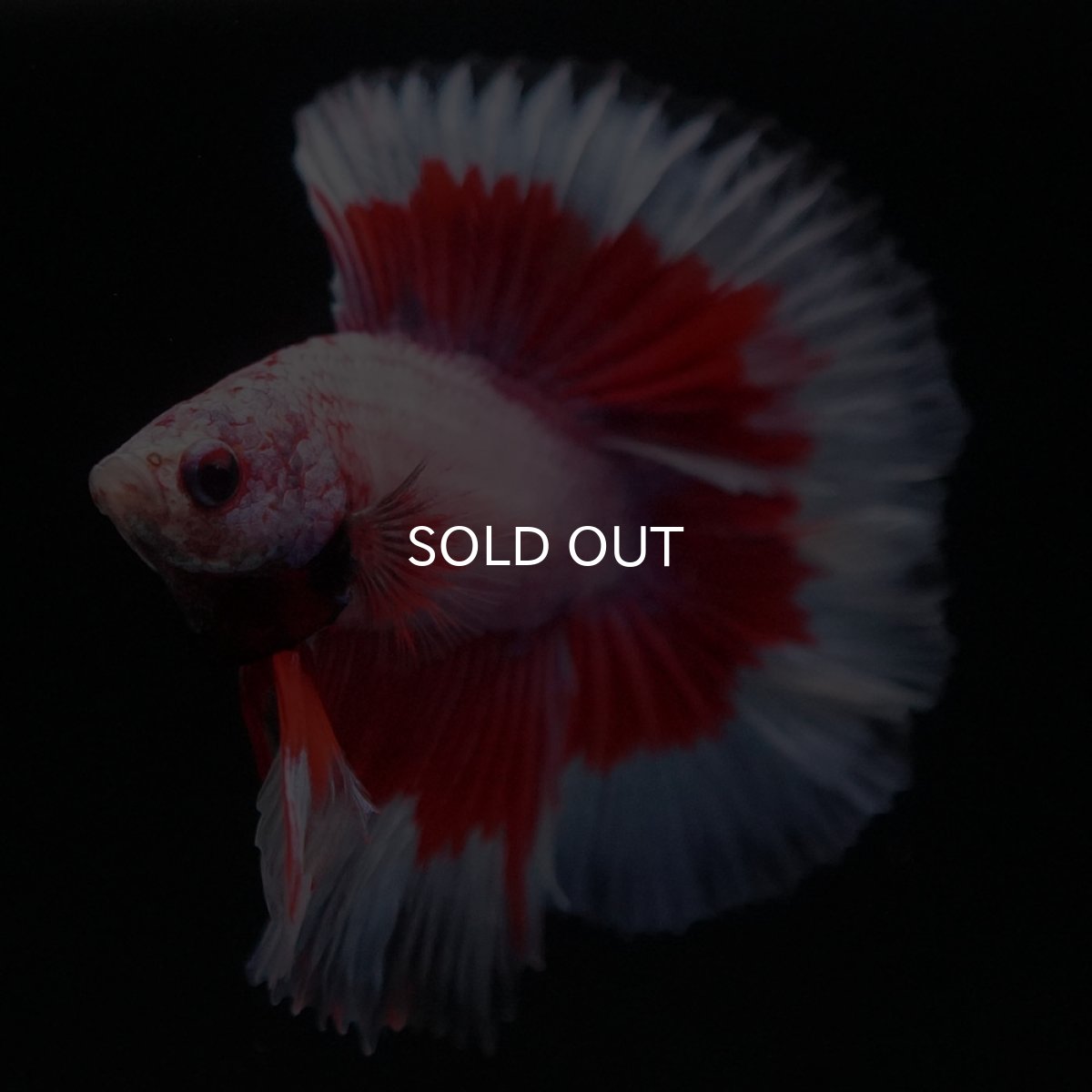 画像4: FM ラベンダーバタフライ (4)