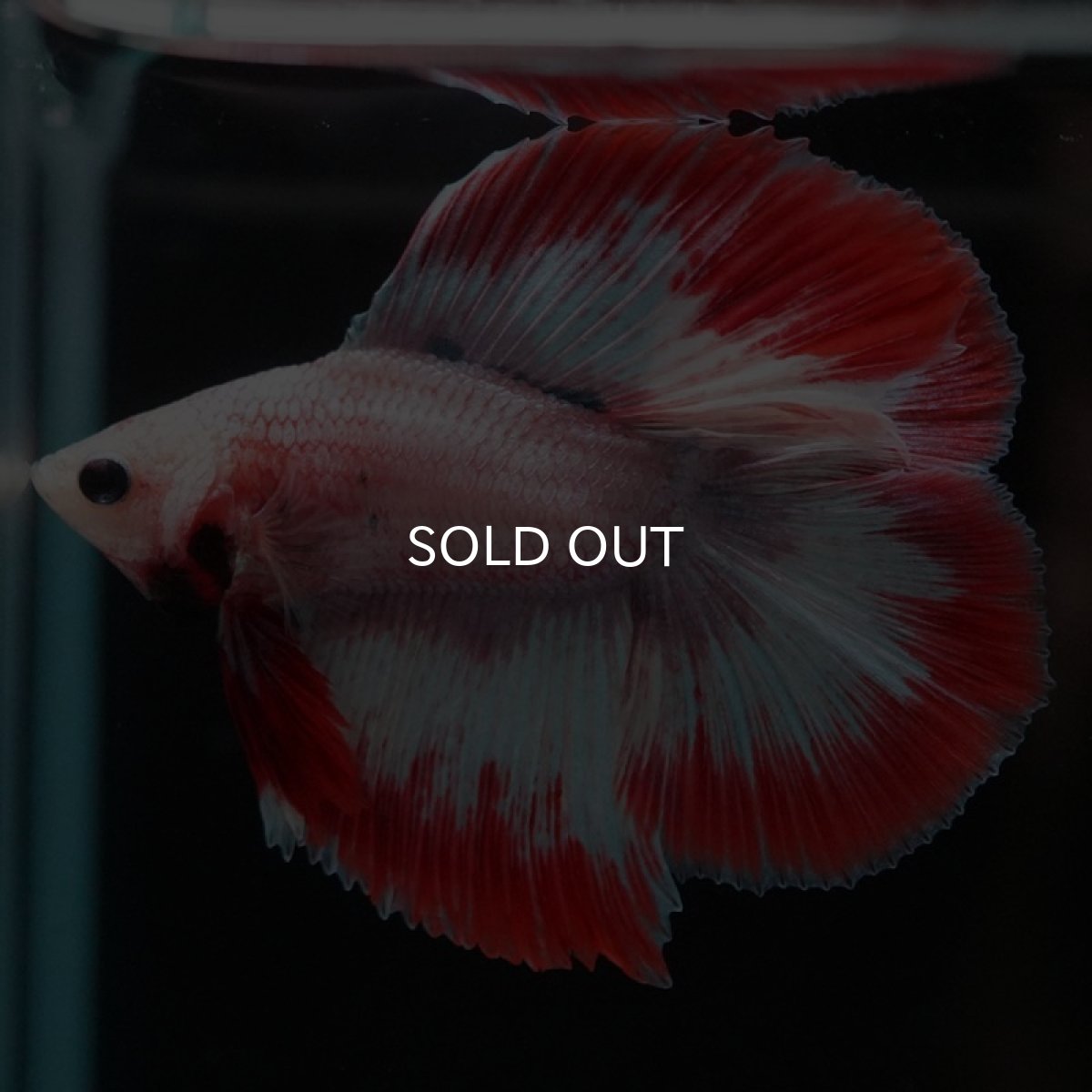 画像5: FM レッドファンシー (5)