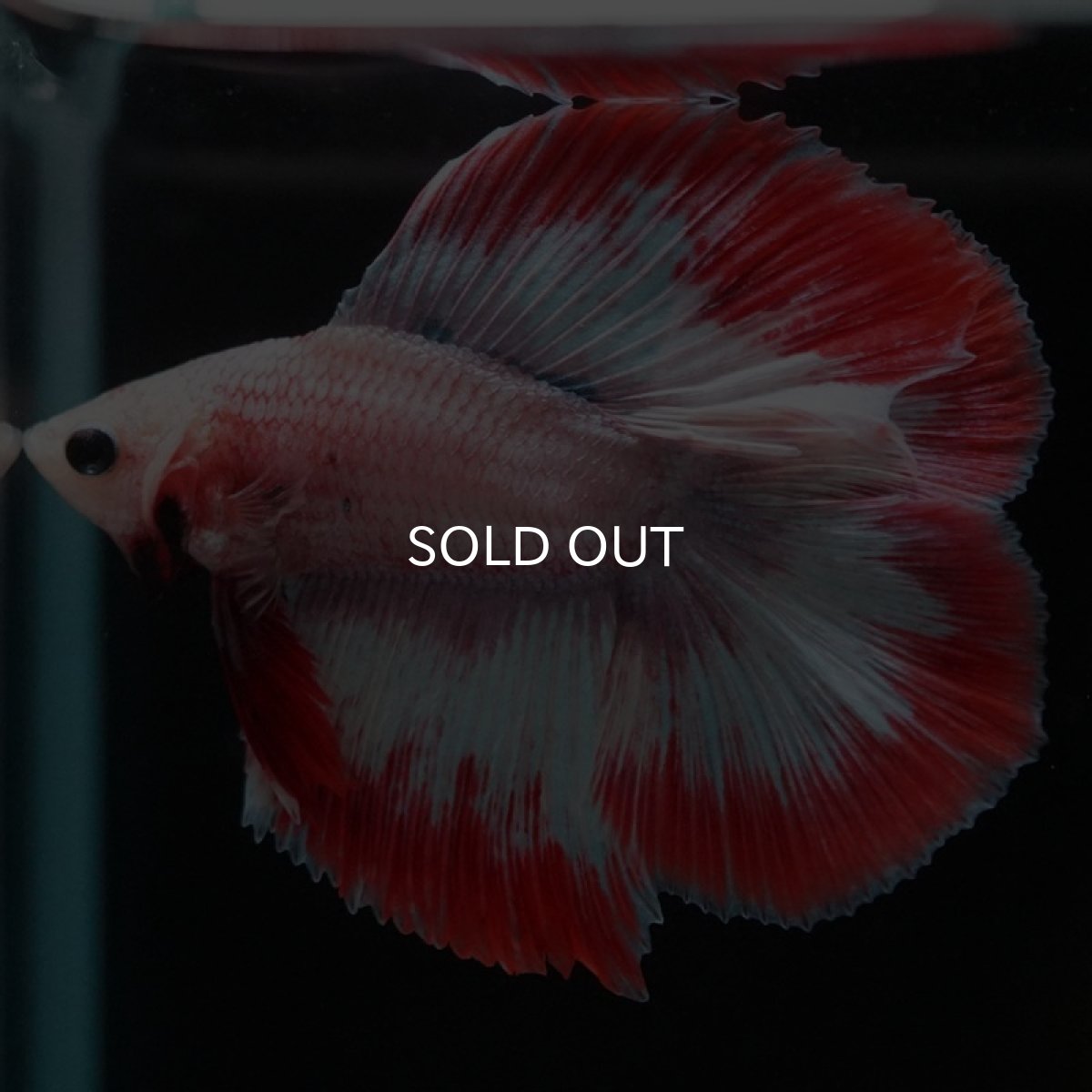 画像3: FM レッドファンシー (3)