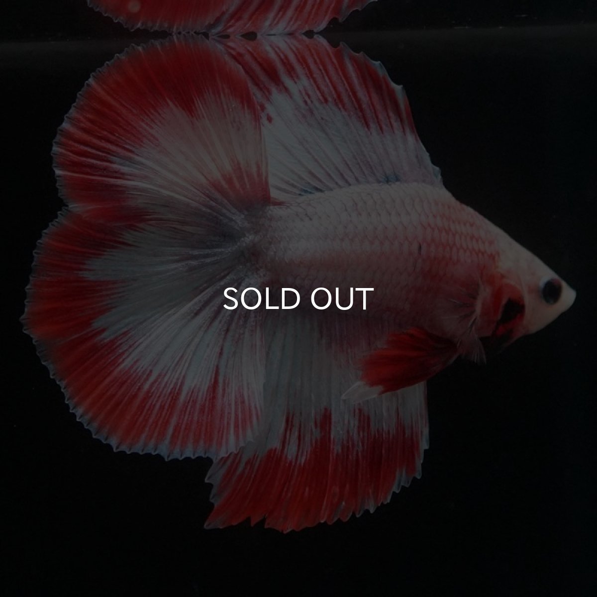 画像4: FM レッドファンシー (4)