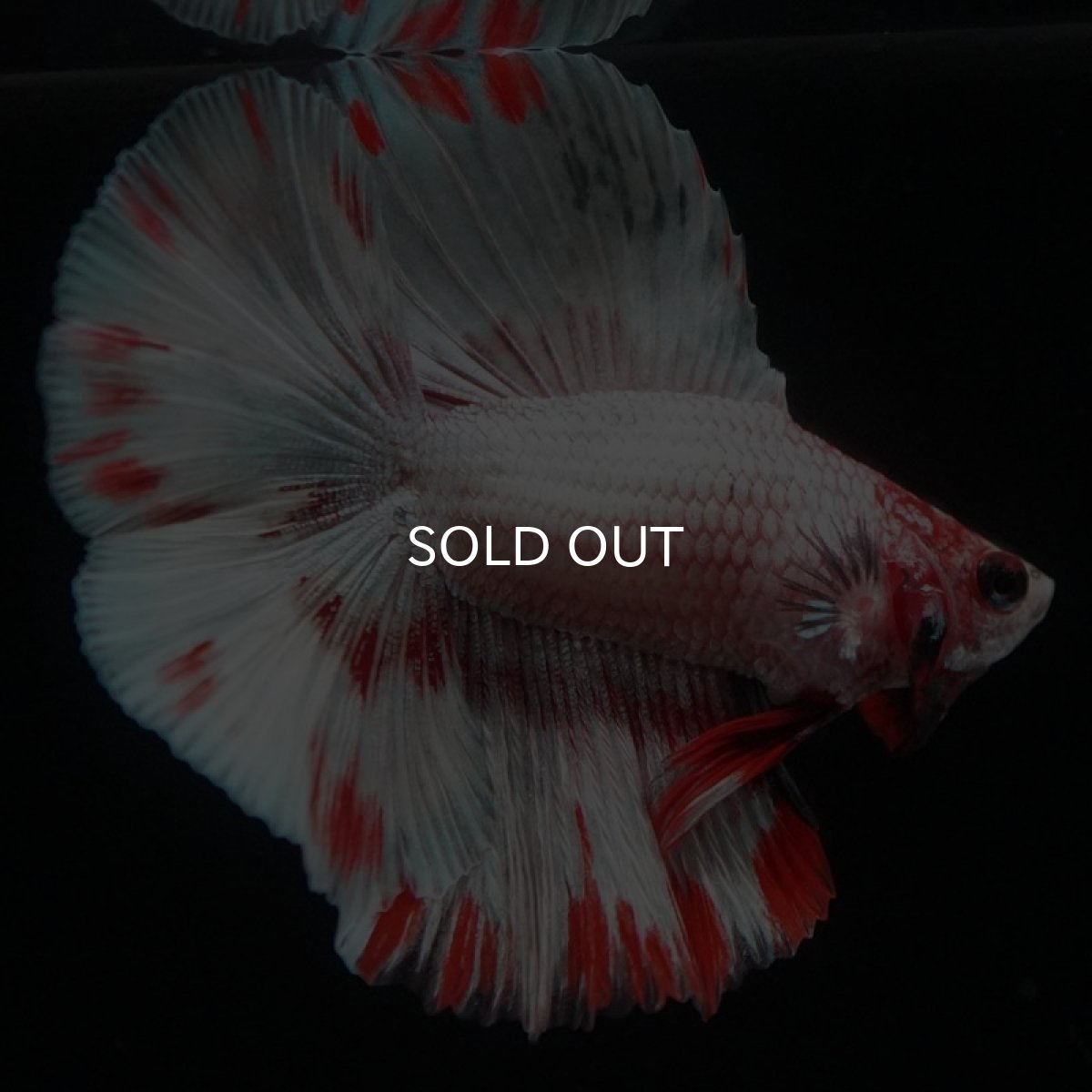 画像7: FM ファンシードット (7)