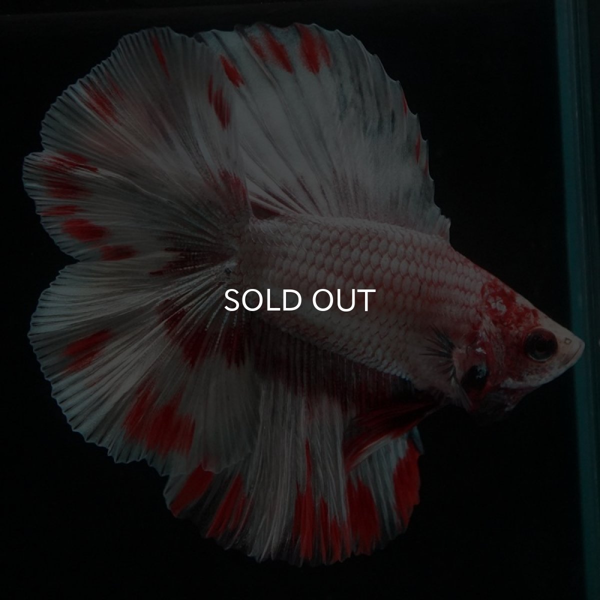 画像4: FM ファンシードット (4)