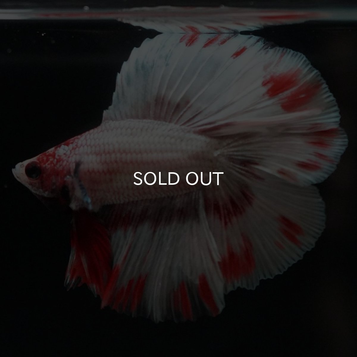 画像6: FM ファンシードット (6)