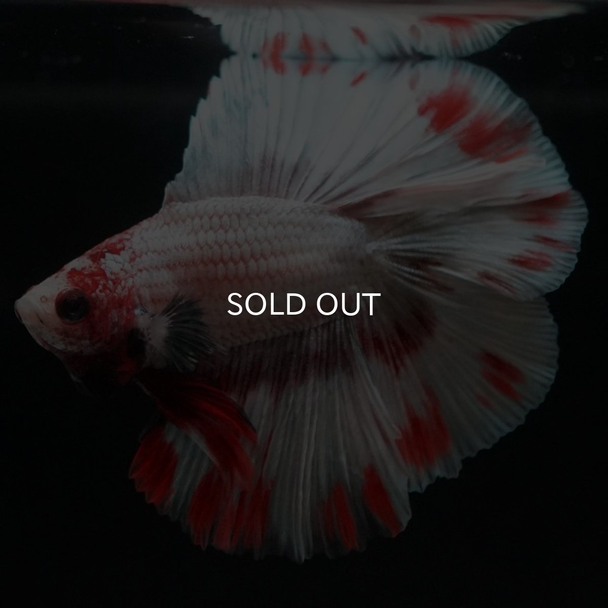 画像2: FM ファンシードット (2)