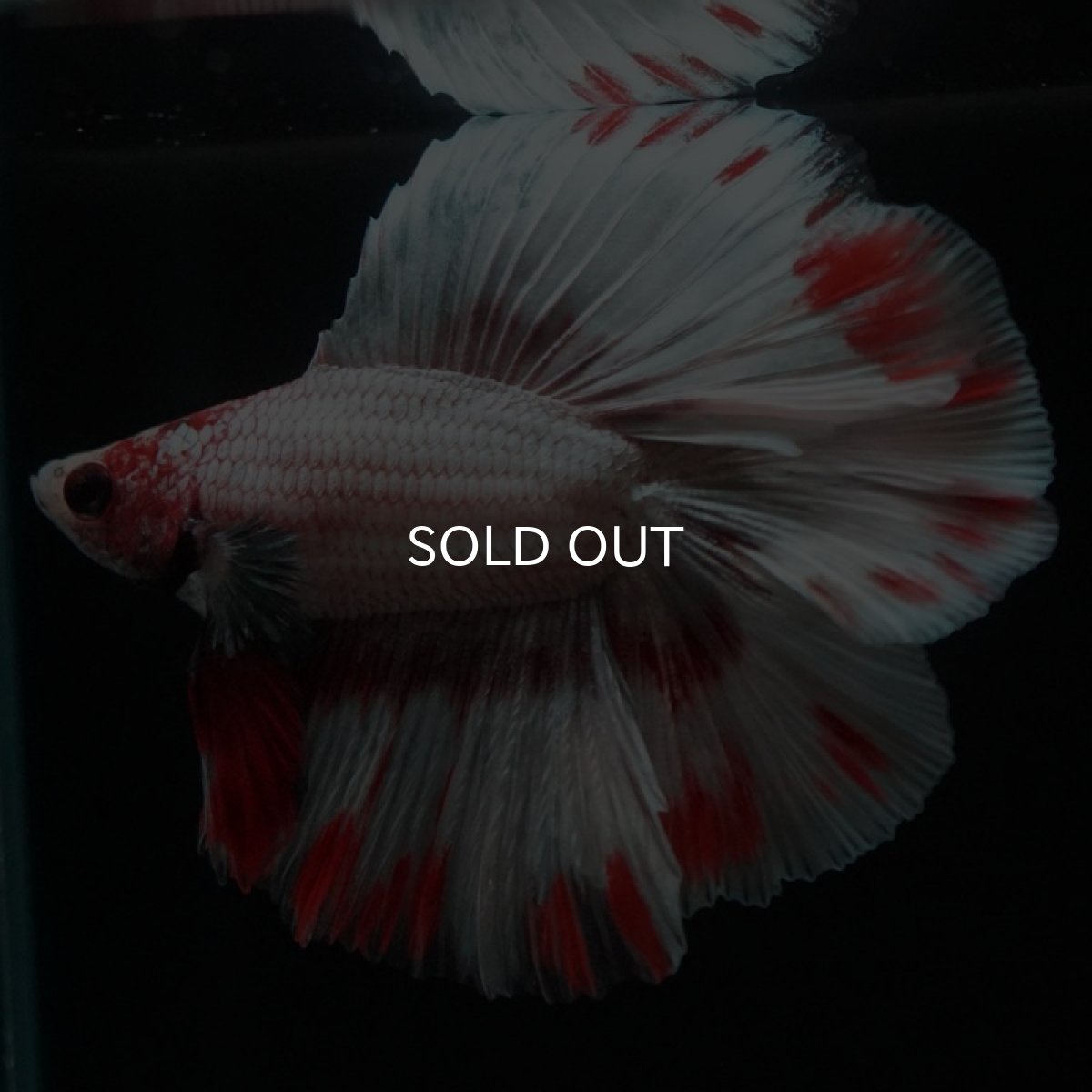 画像3: FM ファンシードット (3)