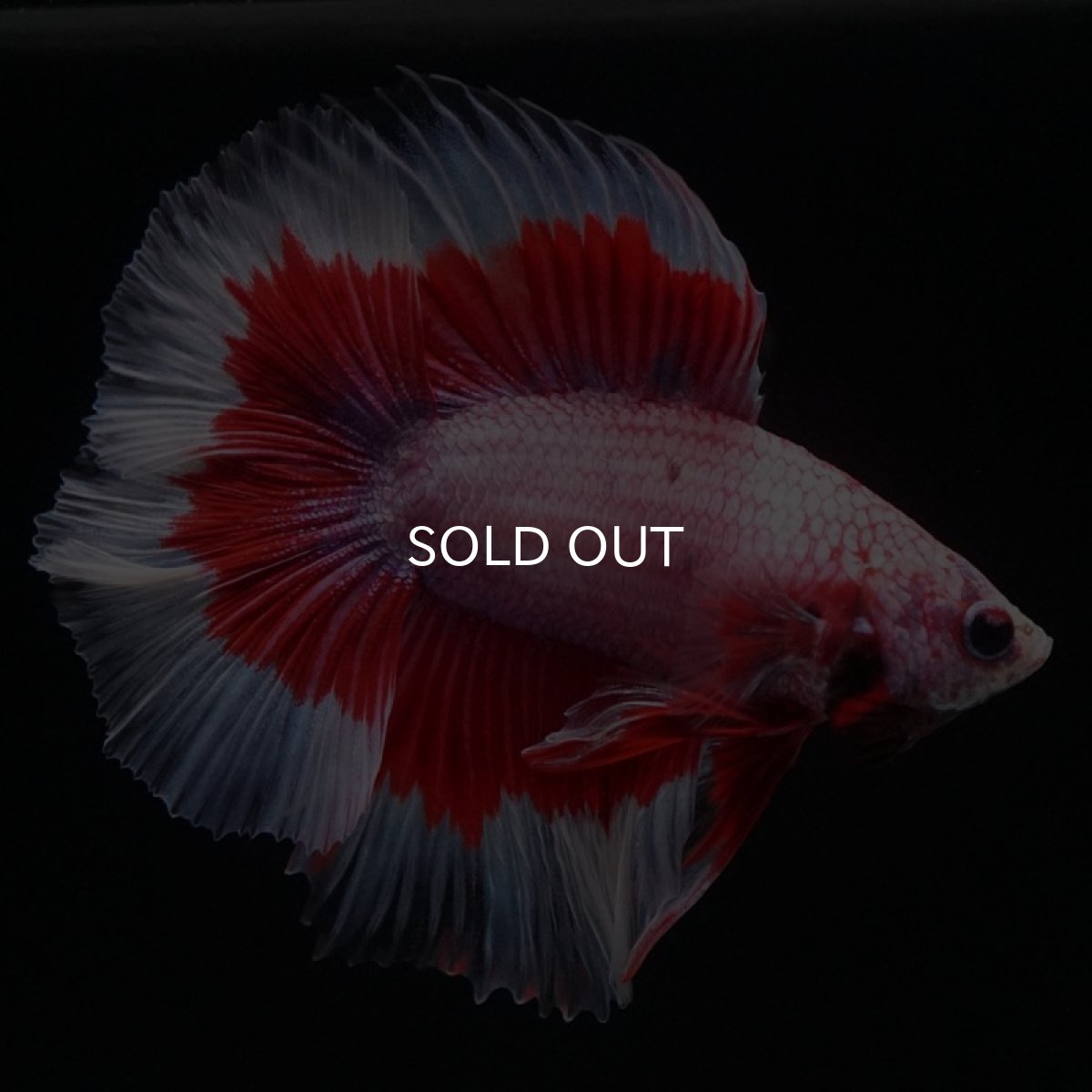 画像5: FM ラベンダーバタフライ (5)