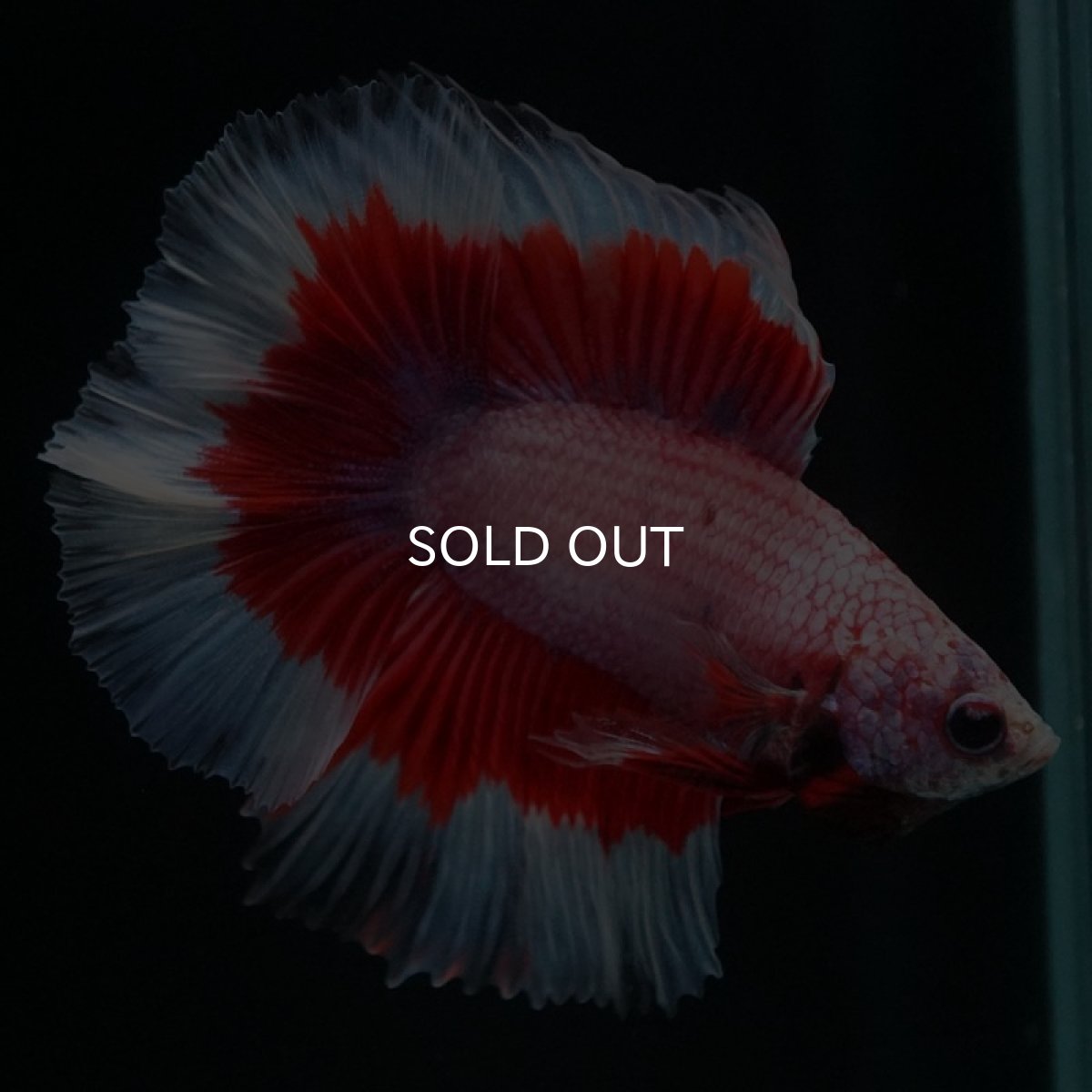 画像3: FM ラベンダーバタフライ (3)