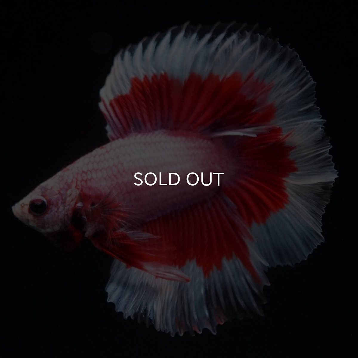 画像2: FM ラベンダーバタフライ (2)