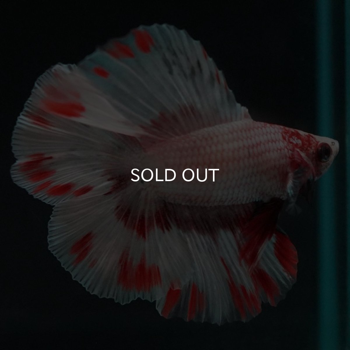 画像5: FM ファンシードット (5)