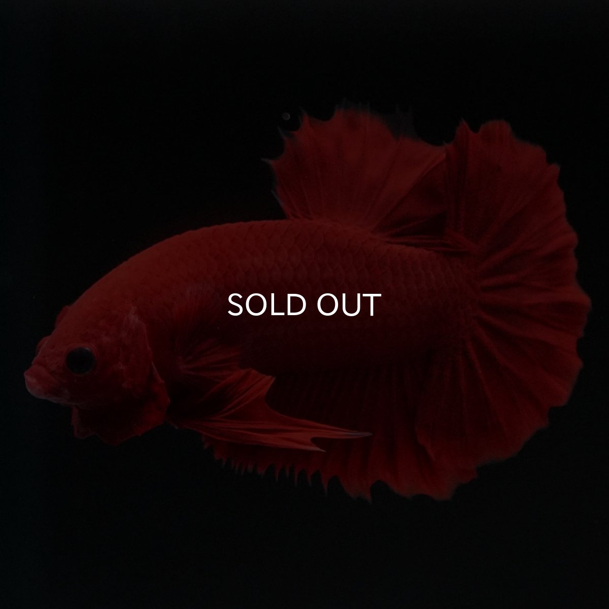 画像3: HMPK　ソリッドレッド (3)