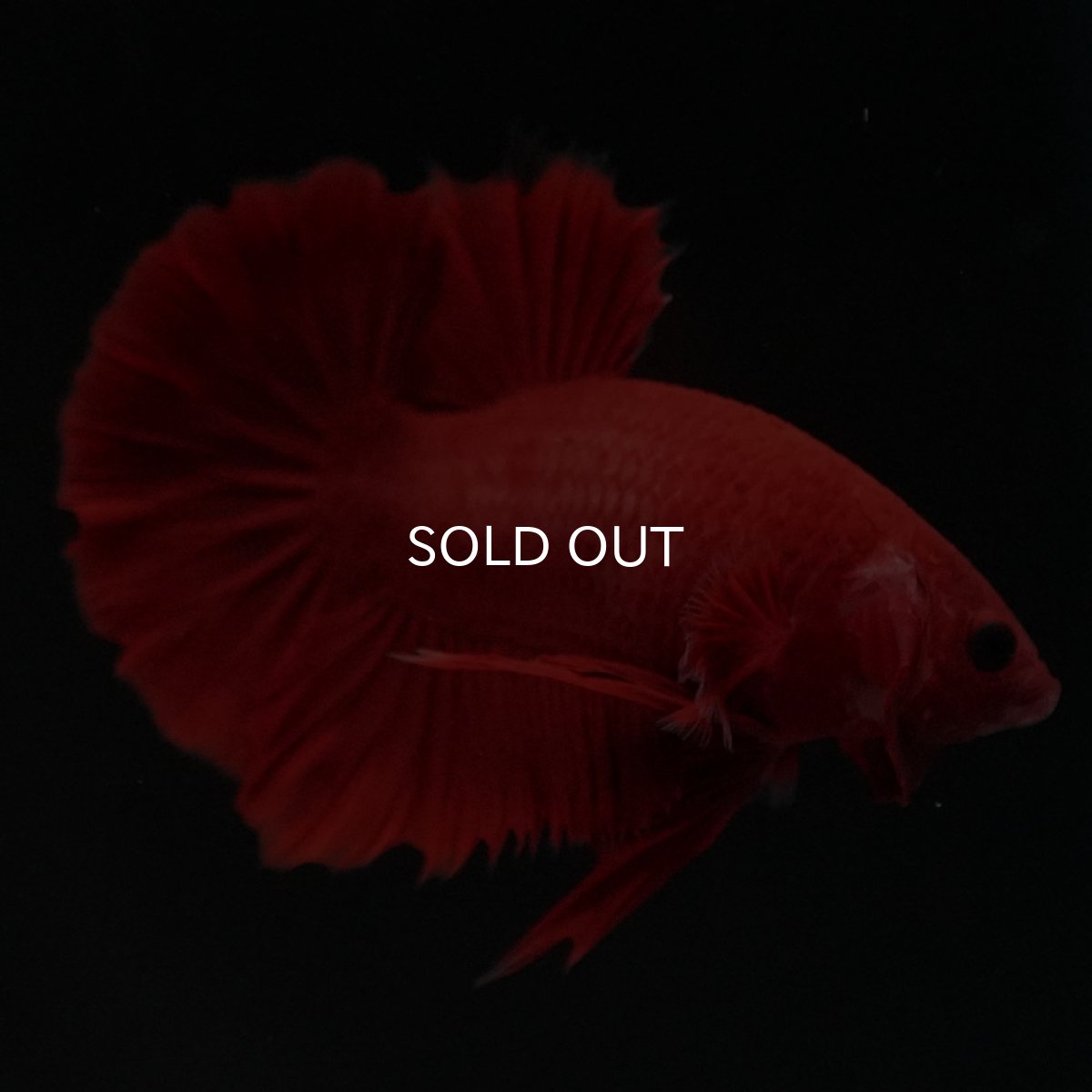 画像2: HMPK　ソリッドレッド (2)