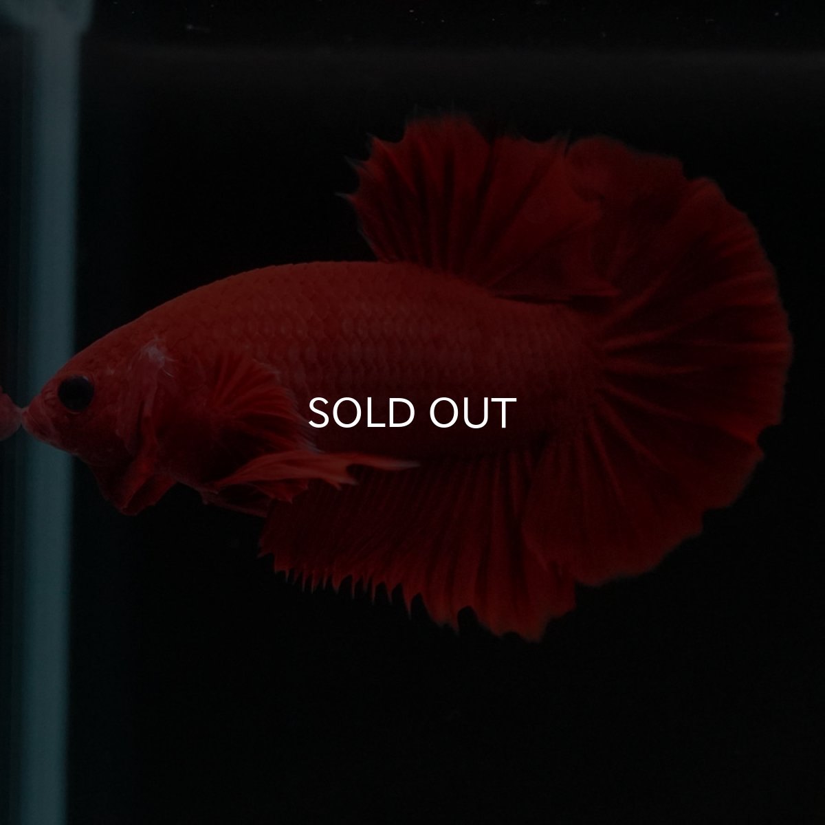 画像5: HMPK　ソリッドレッド (5)