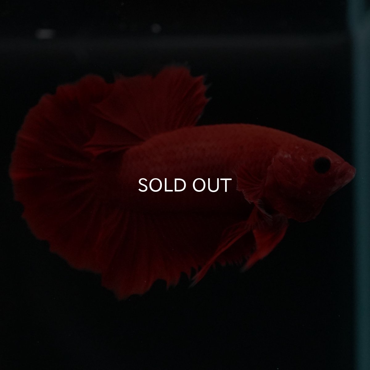 画像4: HMPK　ソリッドレッド (4)