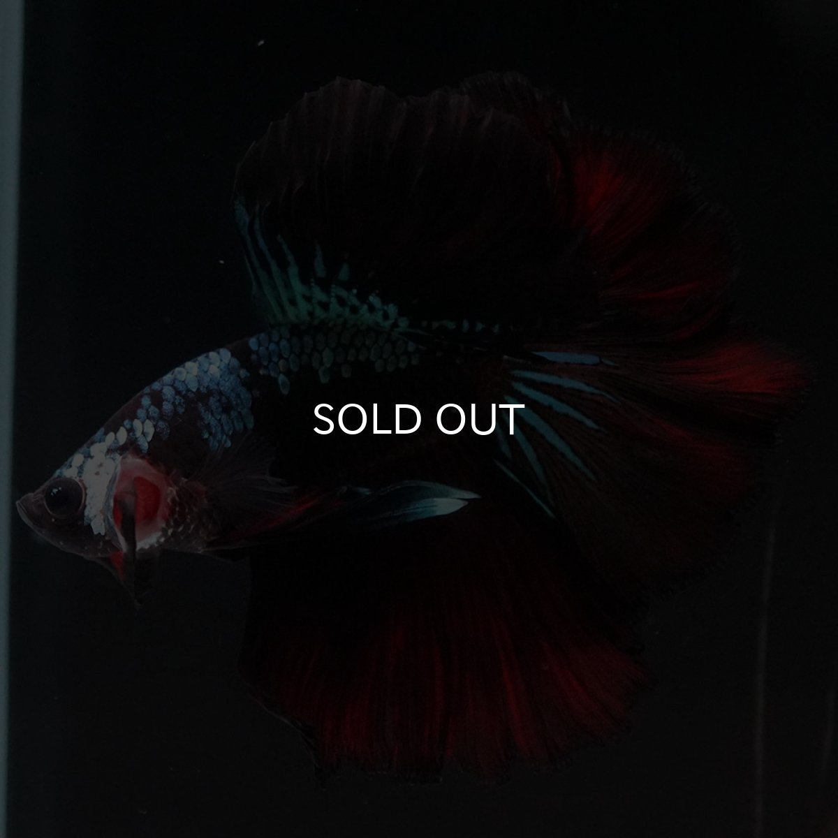 画像6: HM　ブラックレッドギャラクシー (6)