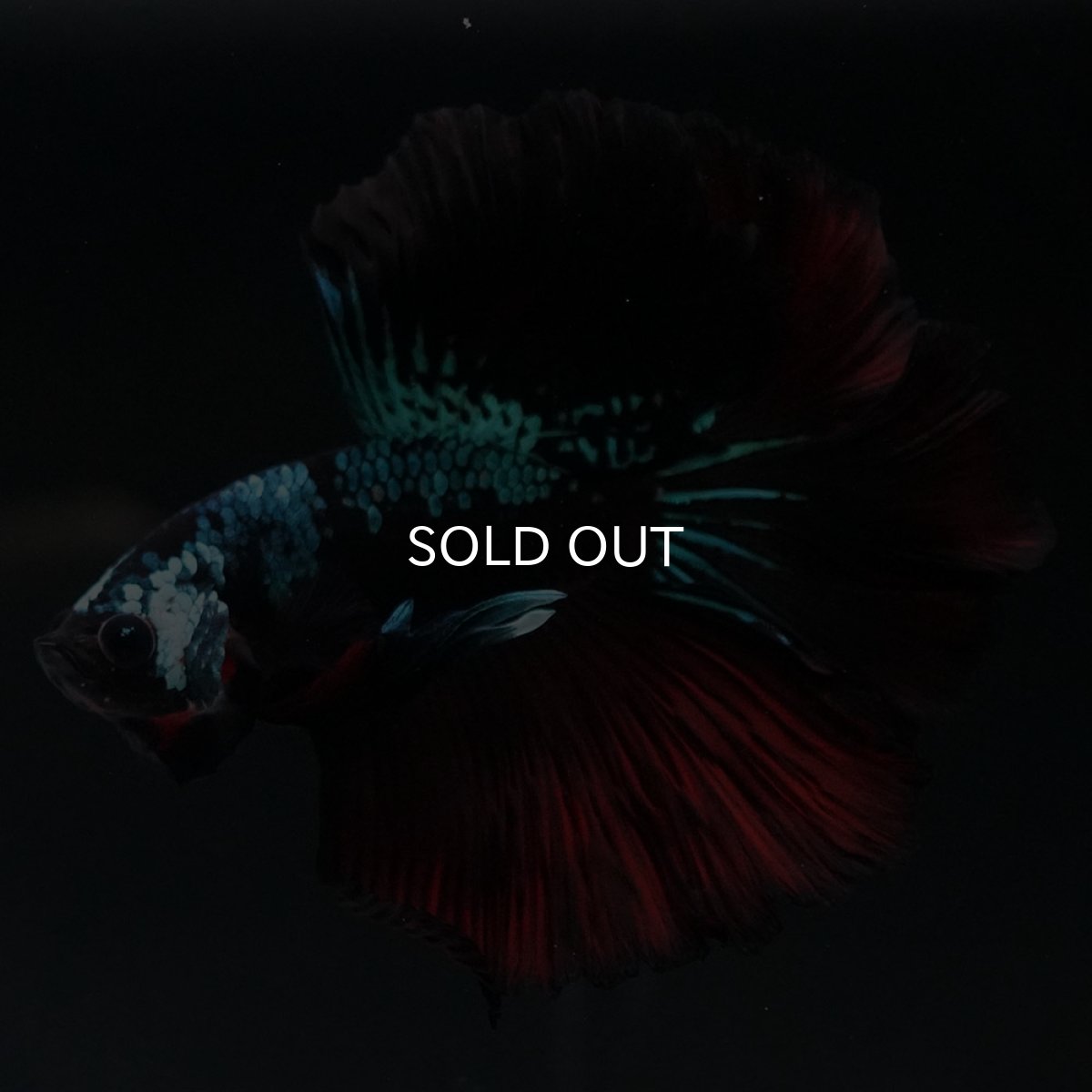 画像4: HM　ブラックレッドギャラクシー (4)