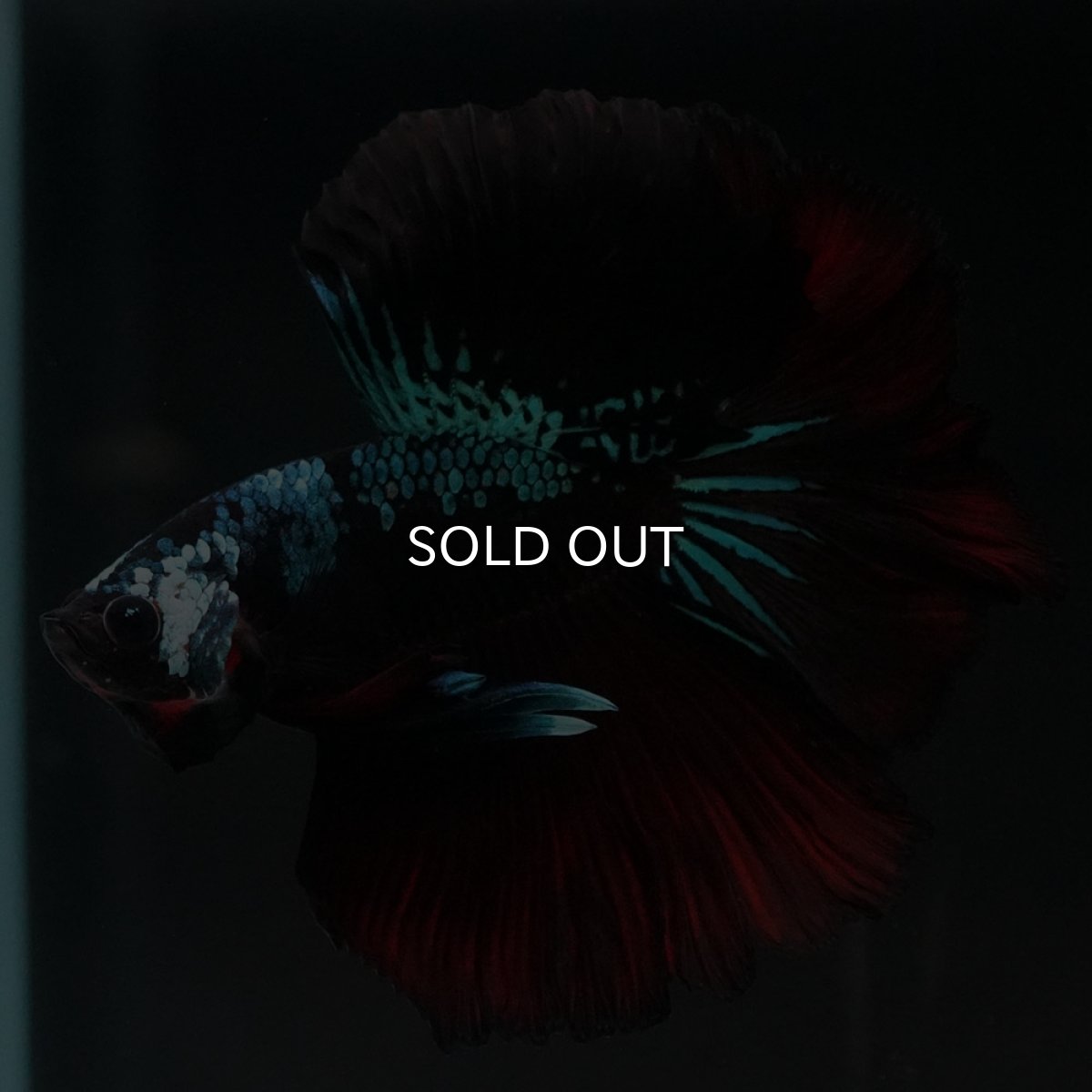 画像2: HM　ブラックレッドギャラクシー (2)