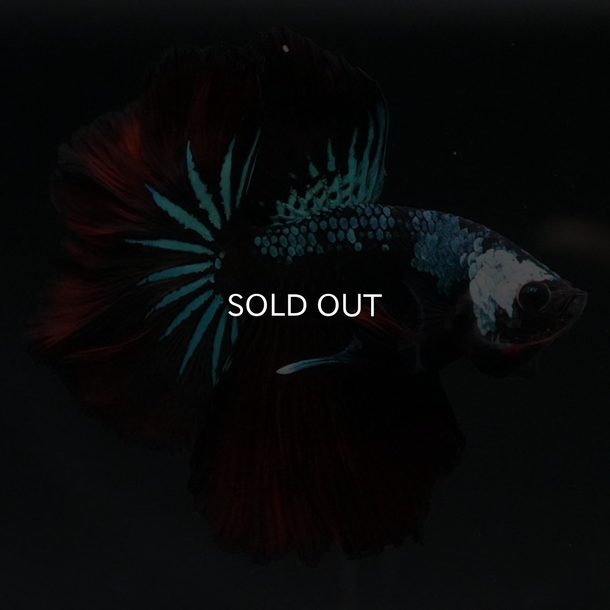 画像5: HM　ブラックレッドギャラクシー (5)