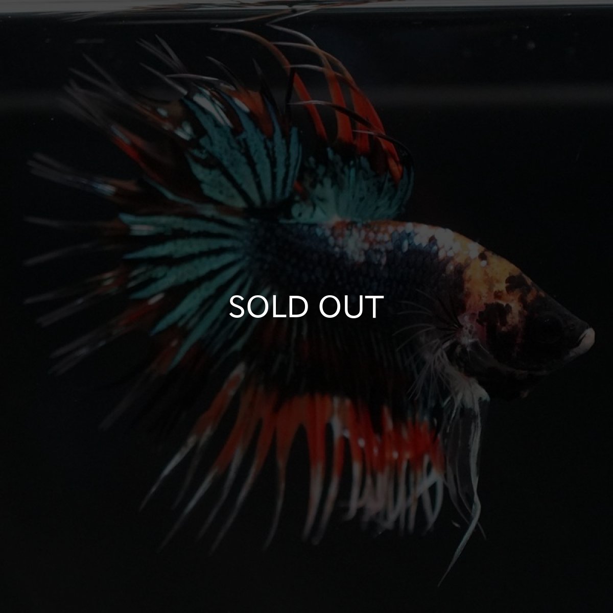 画像2: CT ファンシー (2)