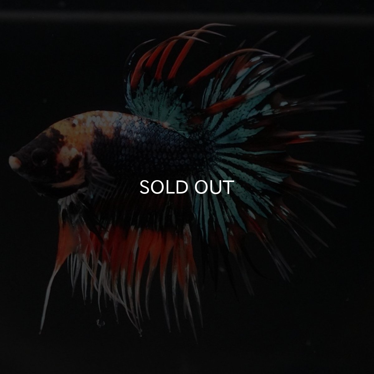 画像5: CT ファンシー (5)