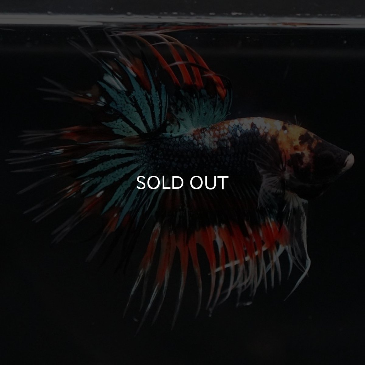 画像4: CT ファンシー (4)