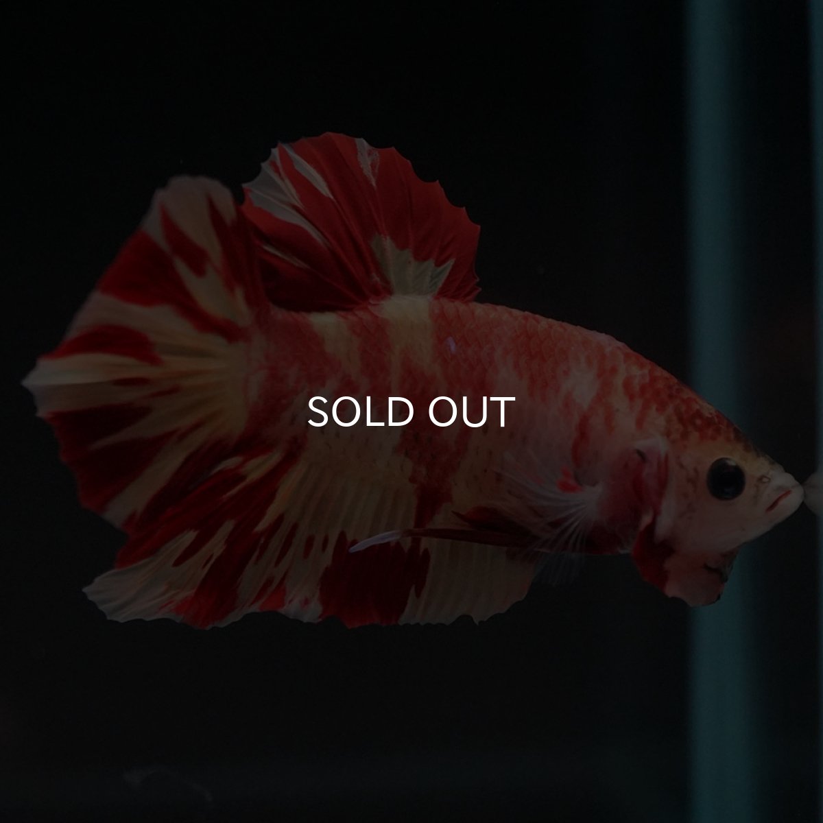 画像6: HMPK　ニモ (6)