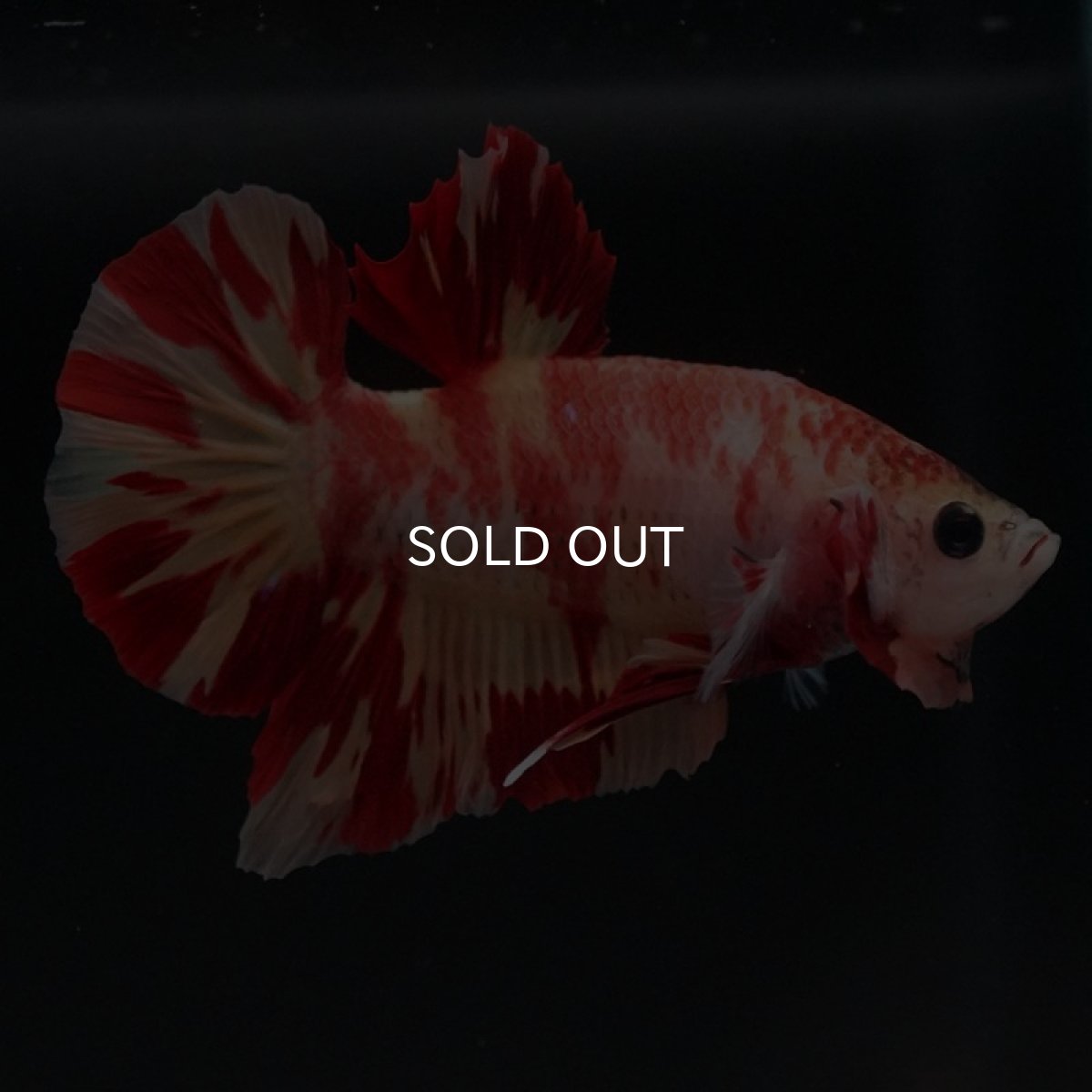 画像2: HMPK　ニモ (2)