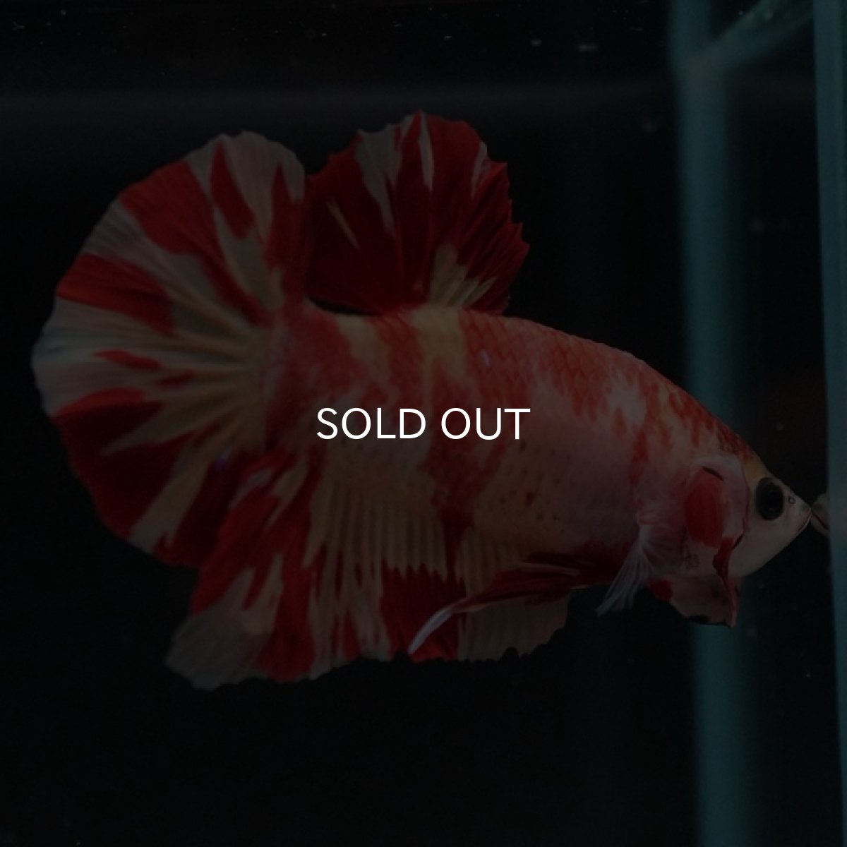 画像4: HMPK　ニモ (4)