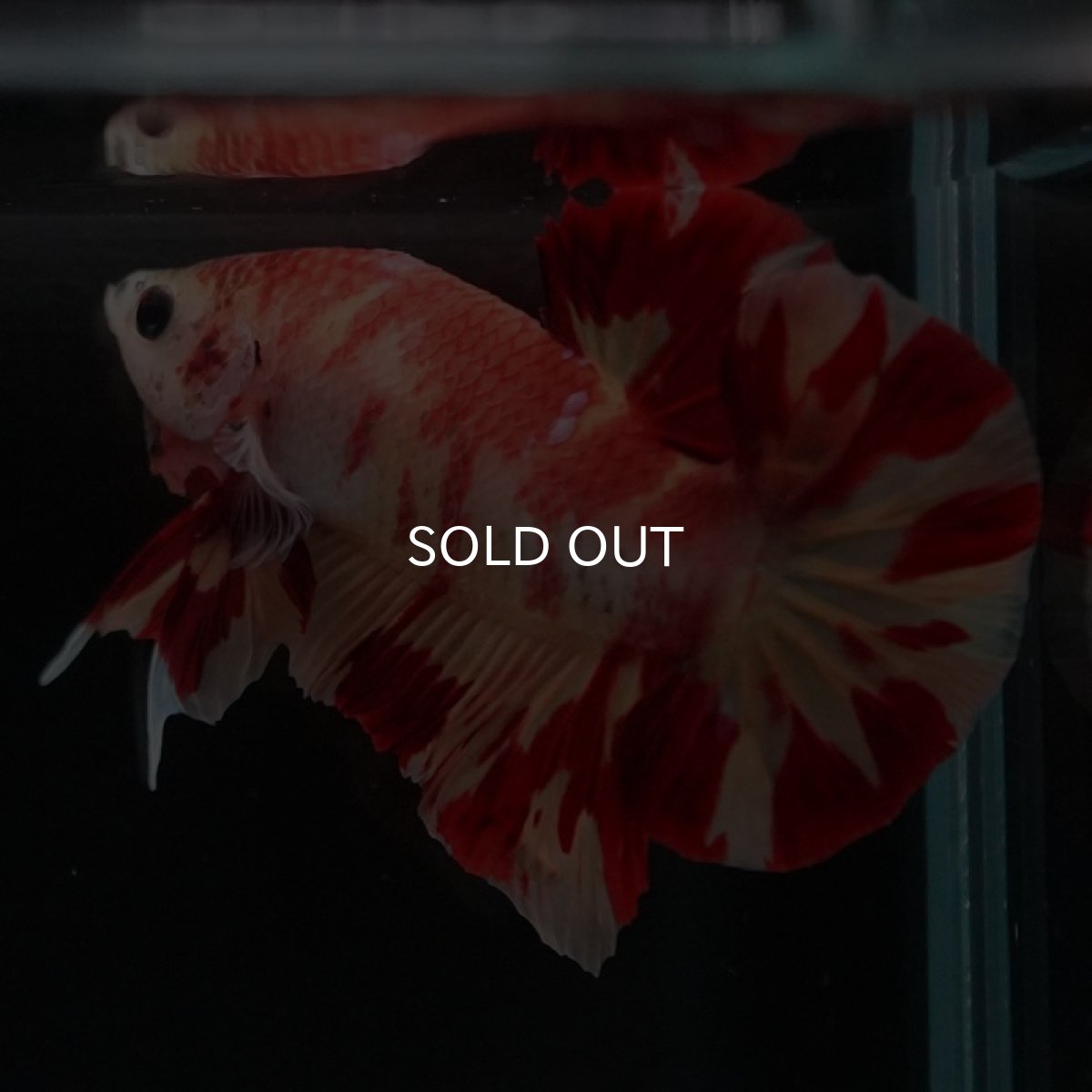 画像5: HMPK　ニモ (5)