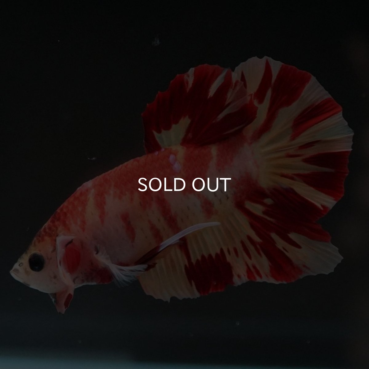 画像3: HMPK　ニモ (3)