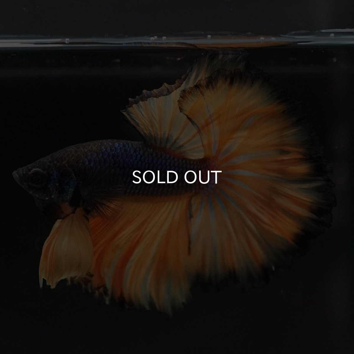 画像8: OHM　マスタードガス　ローズテール (8)