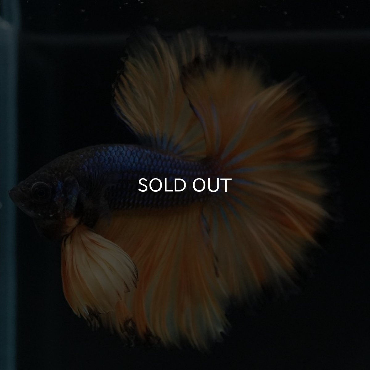 画像7: OHM　マスタードガス　ローズテール (7)