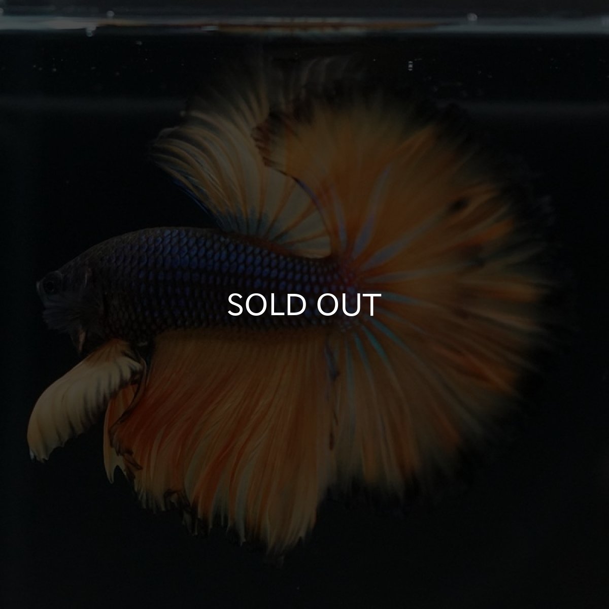 画像2: OHM　マスタードガス　ローズテール (2)