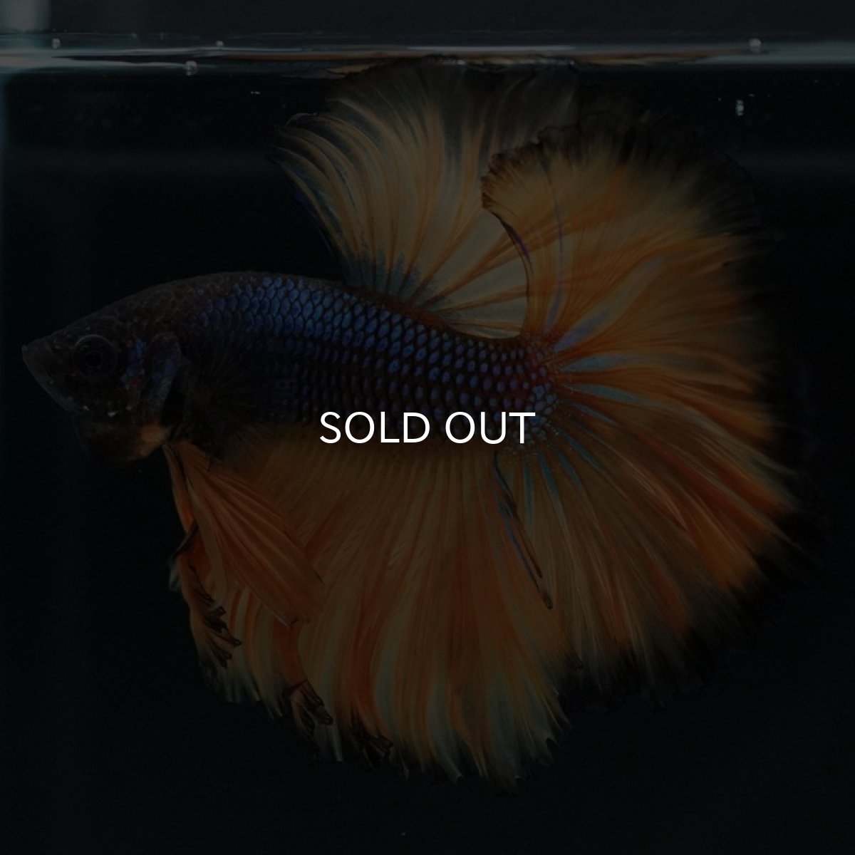 画像6: OHM　マスタードガス　ローズテール (6)