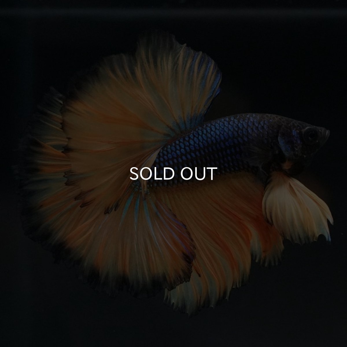 画像5: OHM　マスタードガス　ローズテール (5)