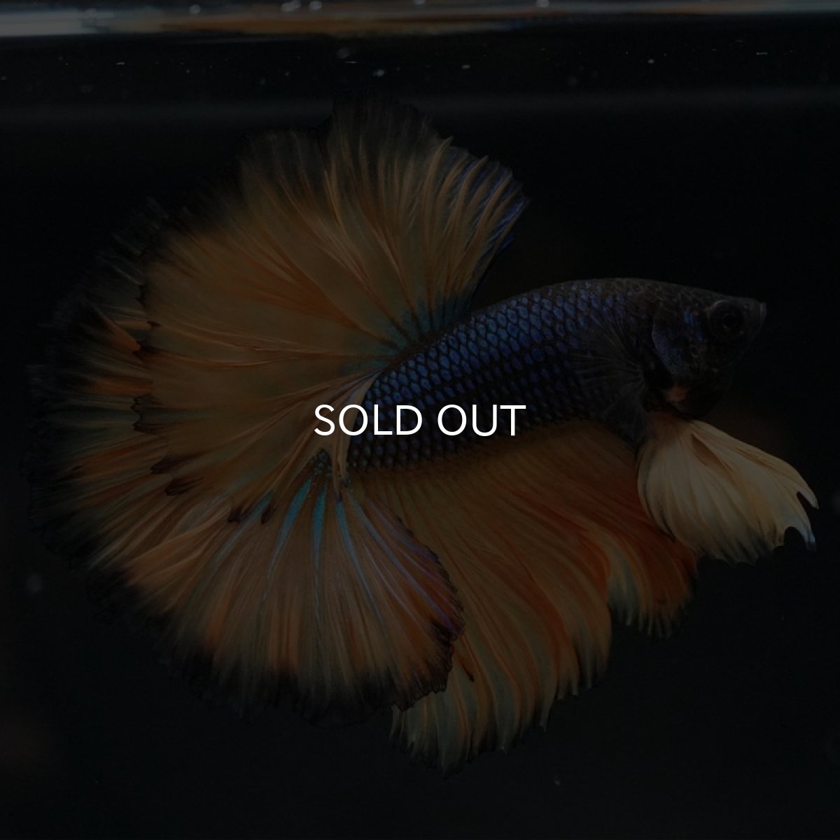 画像4: OHM　マスタードガス　ローズテール (4)