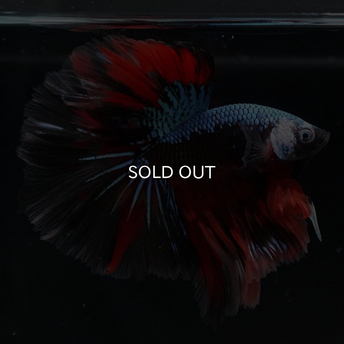 画像10: HM　ブラックキャンディ (10)