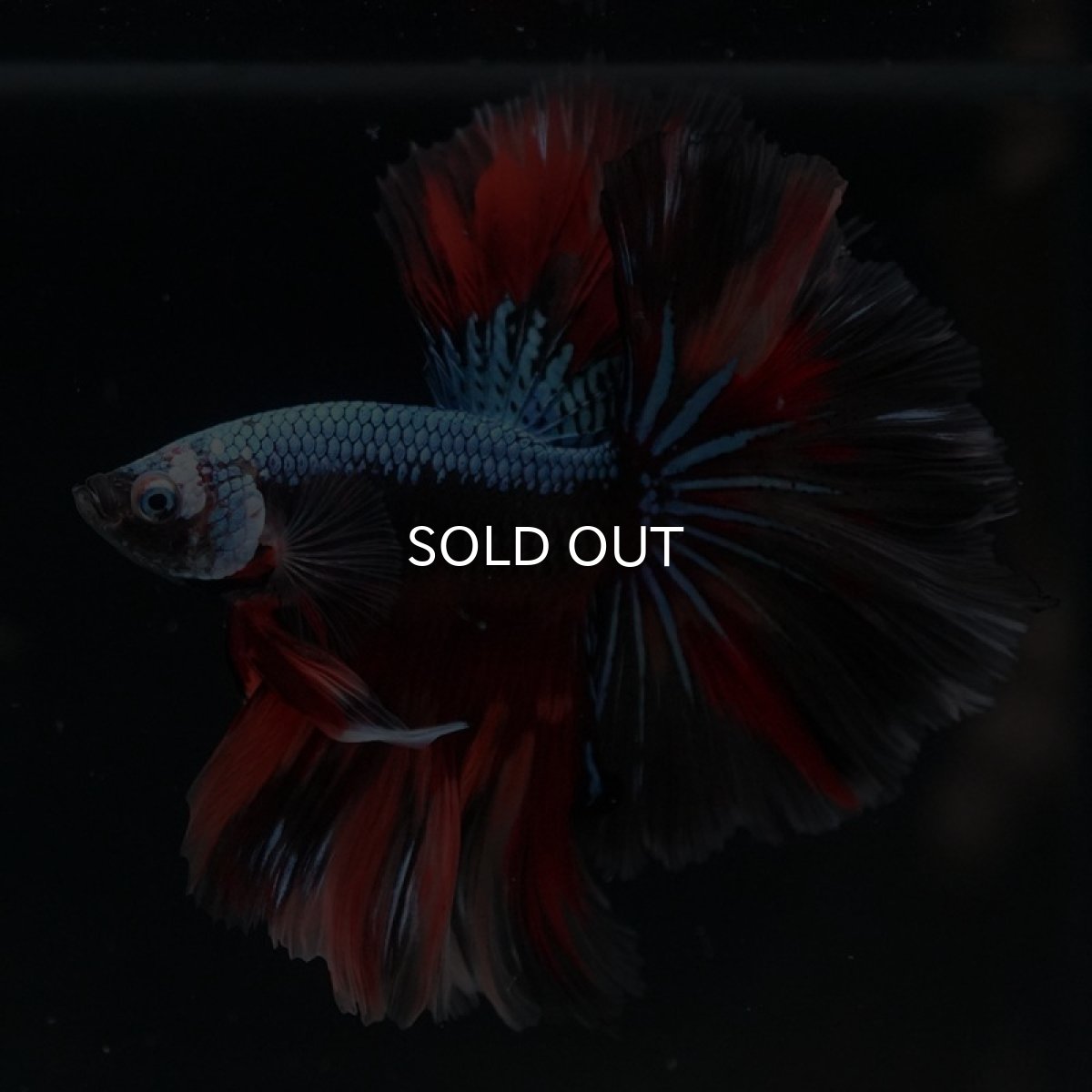 画像5: HM　ブラックキャンディ (5)