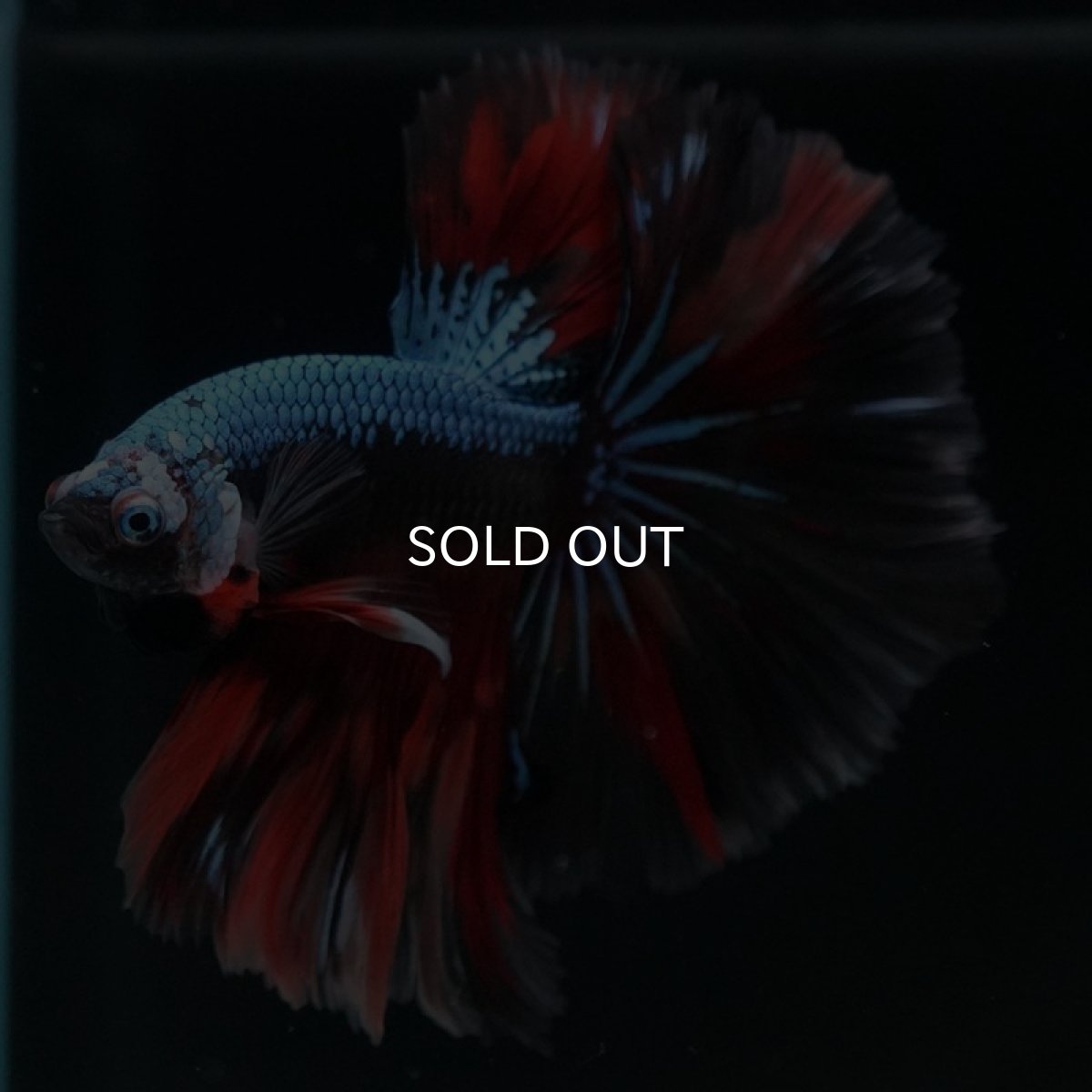 画像3: HM　ブラックキャンディ (3)