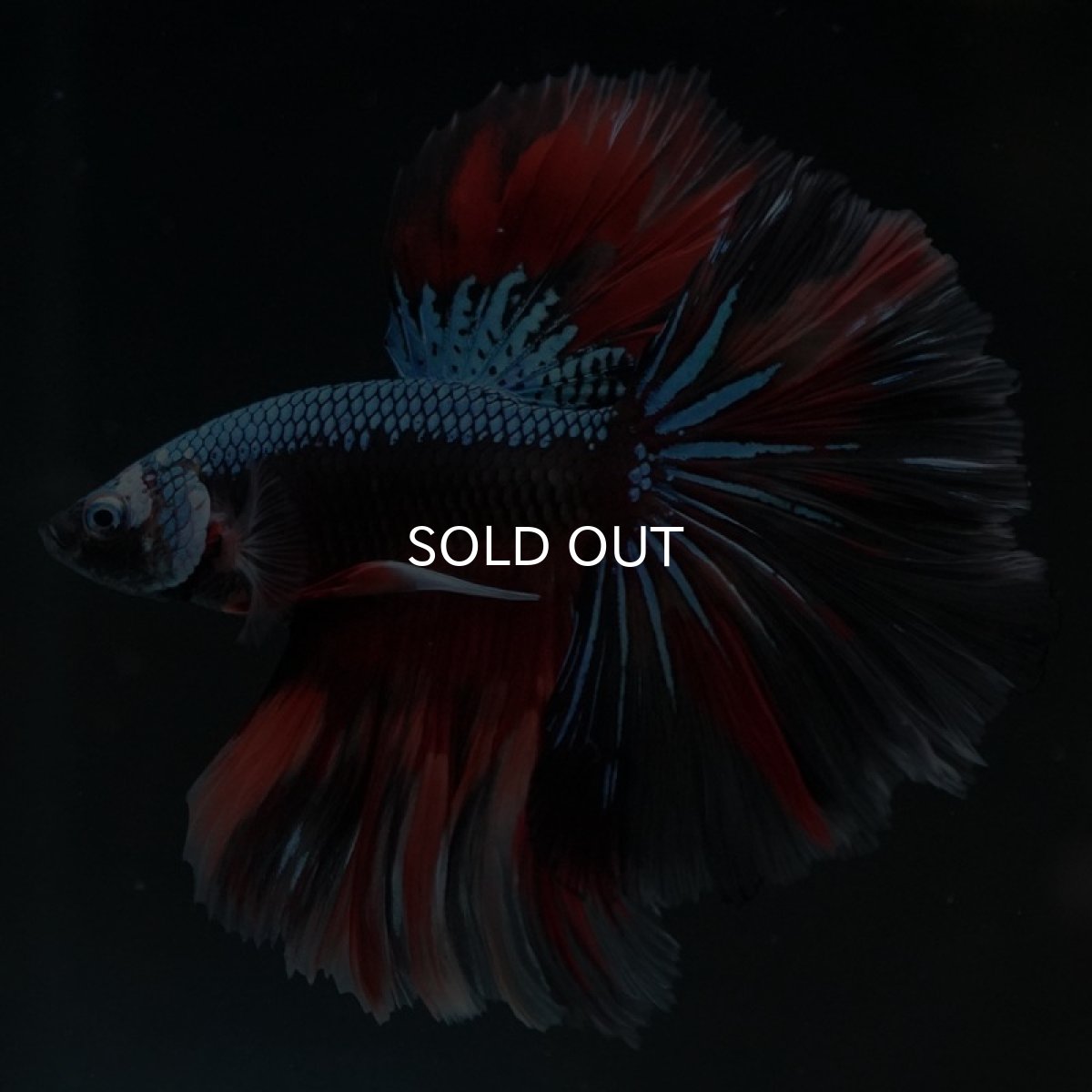 画像9: HM　ブラックキャンディ (9)