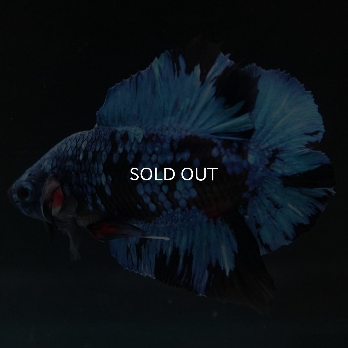 画像5: DTPK ブラックスター (5)