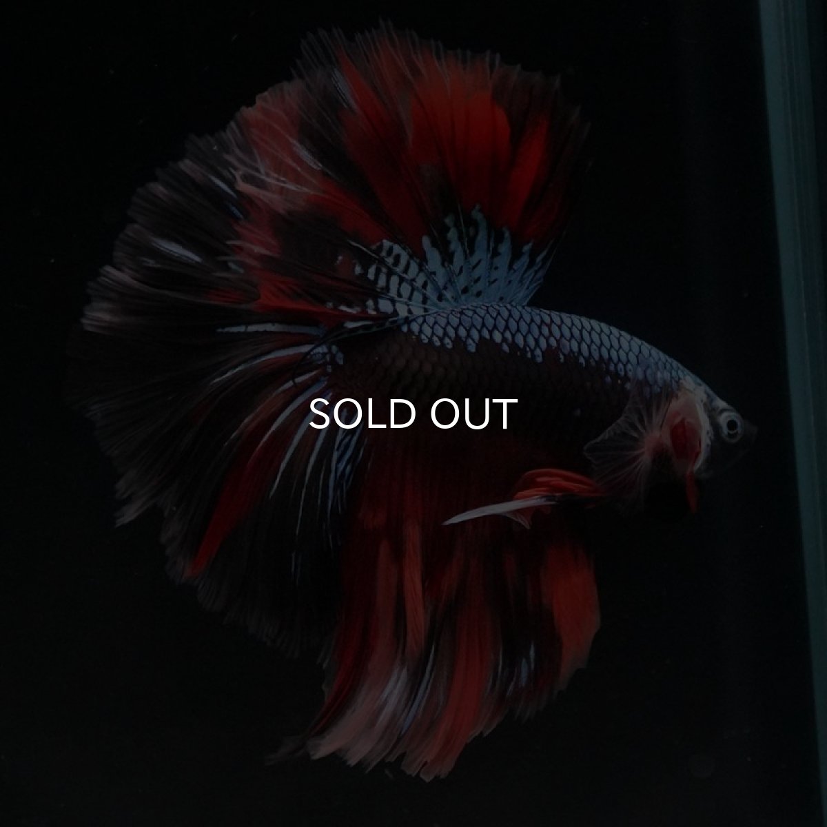 画像8: HM　ブラックキャンディ (8)