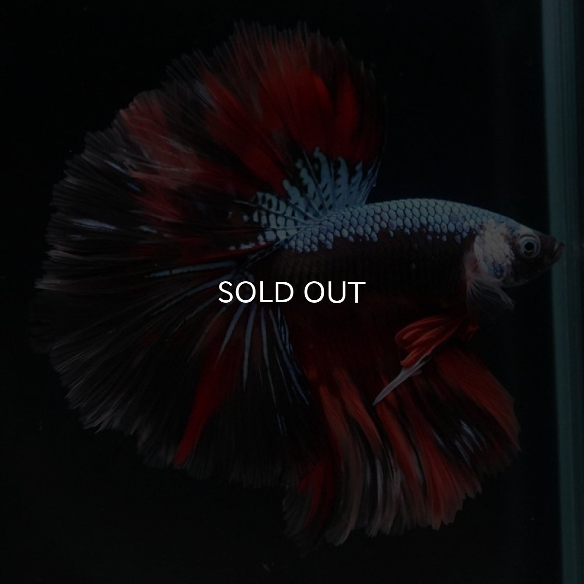 画像7: HM　ブラックキャンディ (7)