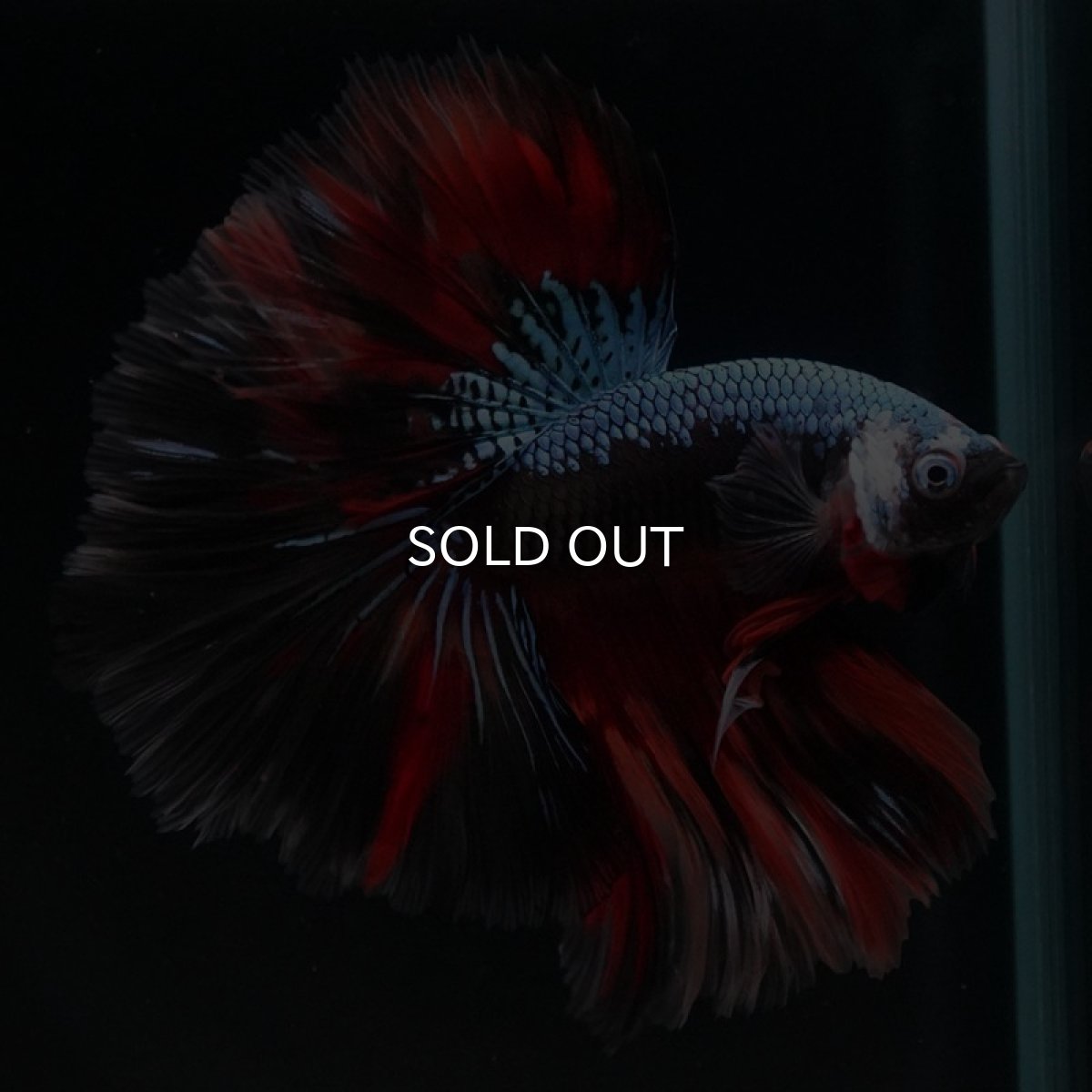 画像6: HM　ブラックキャンディ (6)