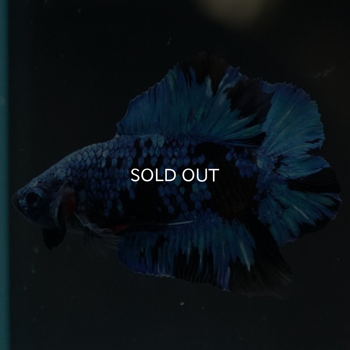 画像3: DTPK ブラックスター (3)